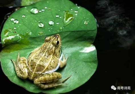 青蛙 風水|青蛙的风水禁忌是（全程干货）